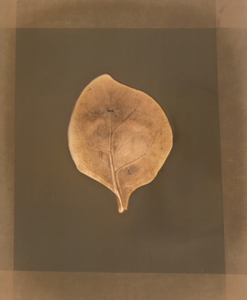 Spinach by Natasha Sanchez | This original lumen print was created using spinach, black & white photo paper and the sun! Spinach